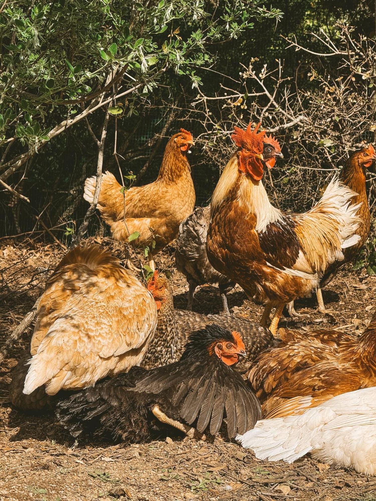 Agriturismo Il Muto Di Gallura Aggius Zewnętrze zdjęcie