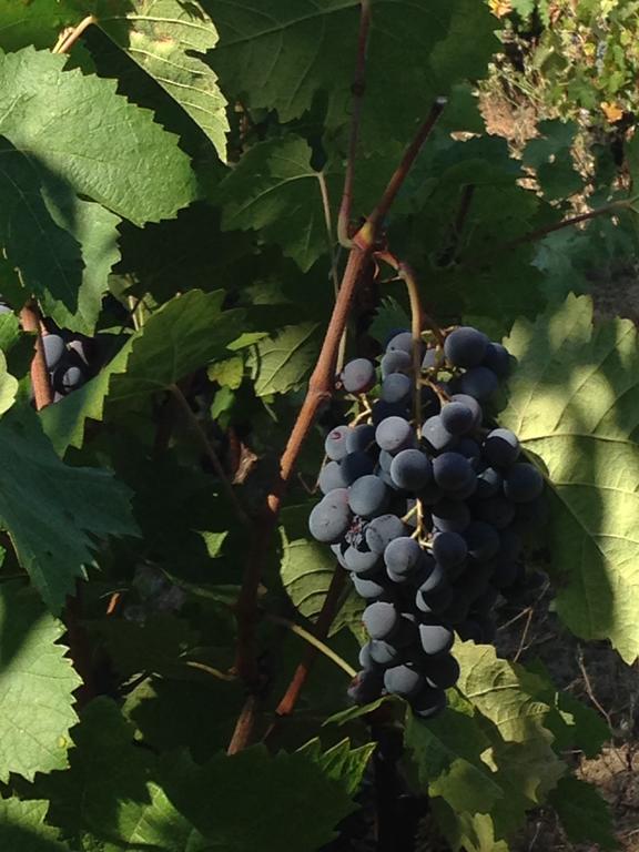 Agriturismo Il Muto Di Gallura Aggius Zewnętrze zdjęcie