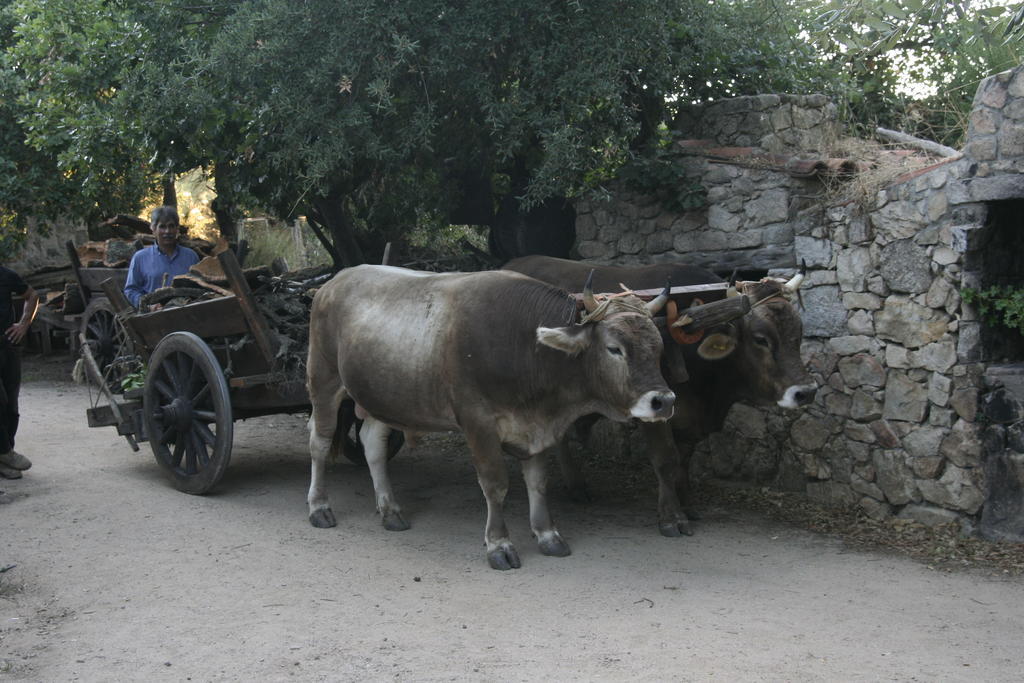 Agriturismo Il Muto Di Gallura Aggius Zewnętrze zdjęcie