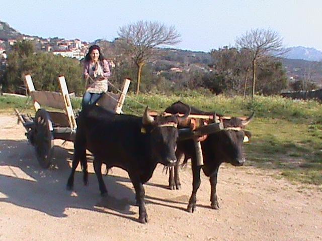 Agriturismo Il Muto Di Gallura Aggius Zewnętrze zdjęcie