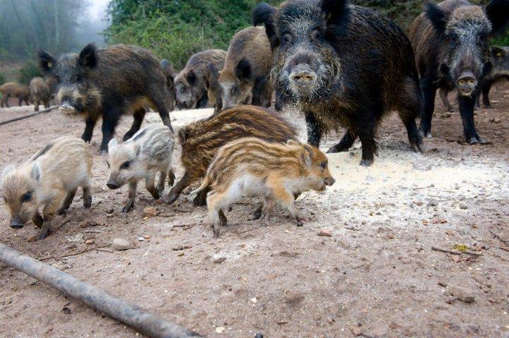 Agriturismo Il Muto Di Gallura Aggius Zewnętrze zdjęcie