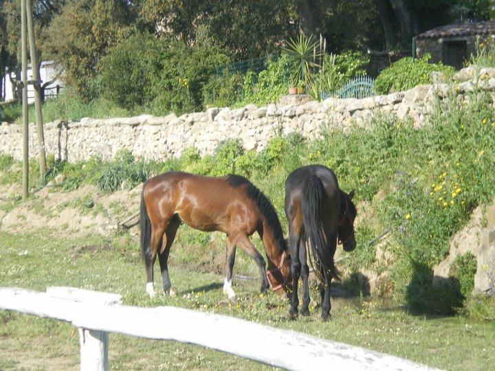 Agriturismo Il Muto Di Gallura Aggius Zewnętrze zdjęcie
