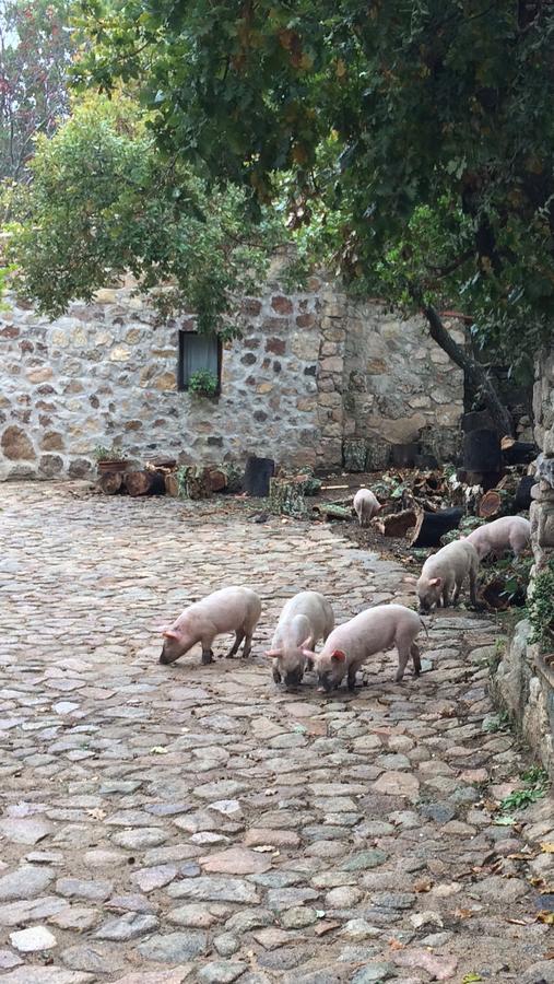 Agriturismo Il Muto Di Gallura Aggius Zewnętrze zdjęcie