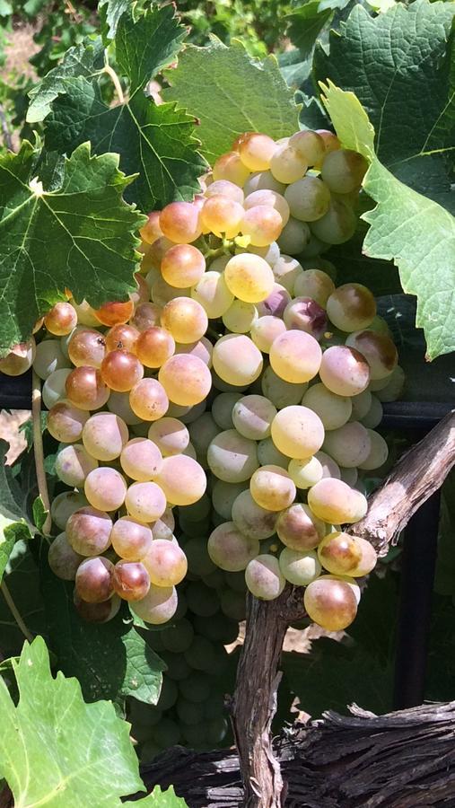 Agriturismo Il Muto Di Gallura Aggius Zewnętrze zdjęcie