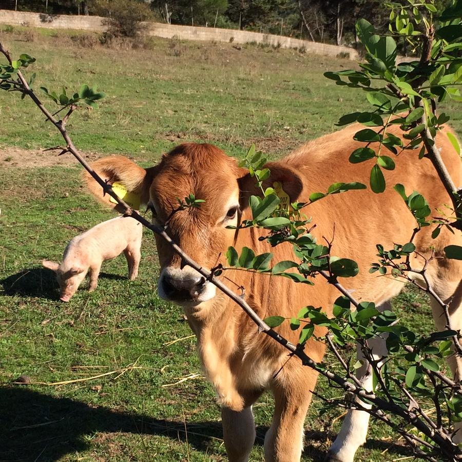 Agriturismo Il Muto Di Gallura Aggius Zewnętrze zdjęcie