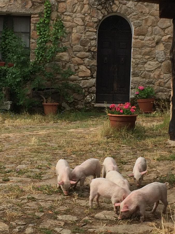 Agriturismo Il Muto Di Gallura Aggius Zewnętrze zdjęcie